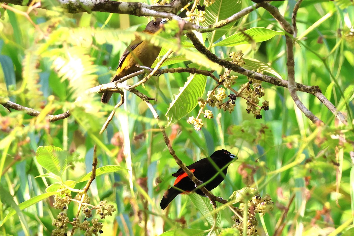 Тапіранга червоногуза - ML646921394