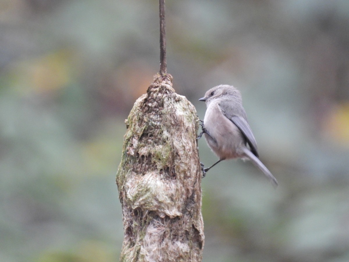 Ополовник американський - ML646921395