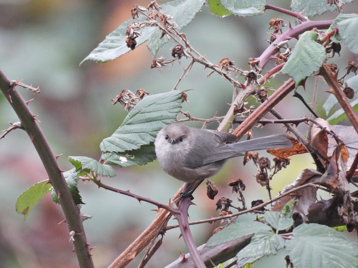 Bushtit - ML646921396