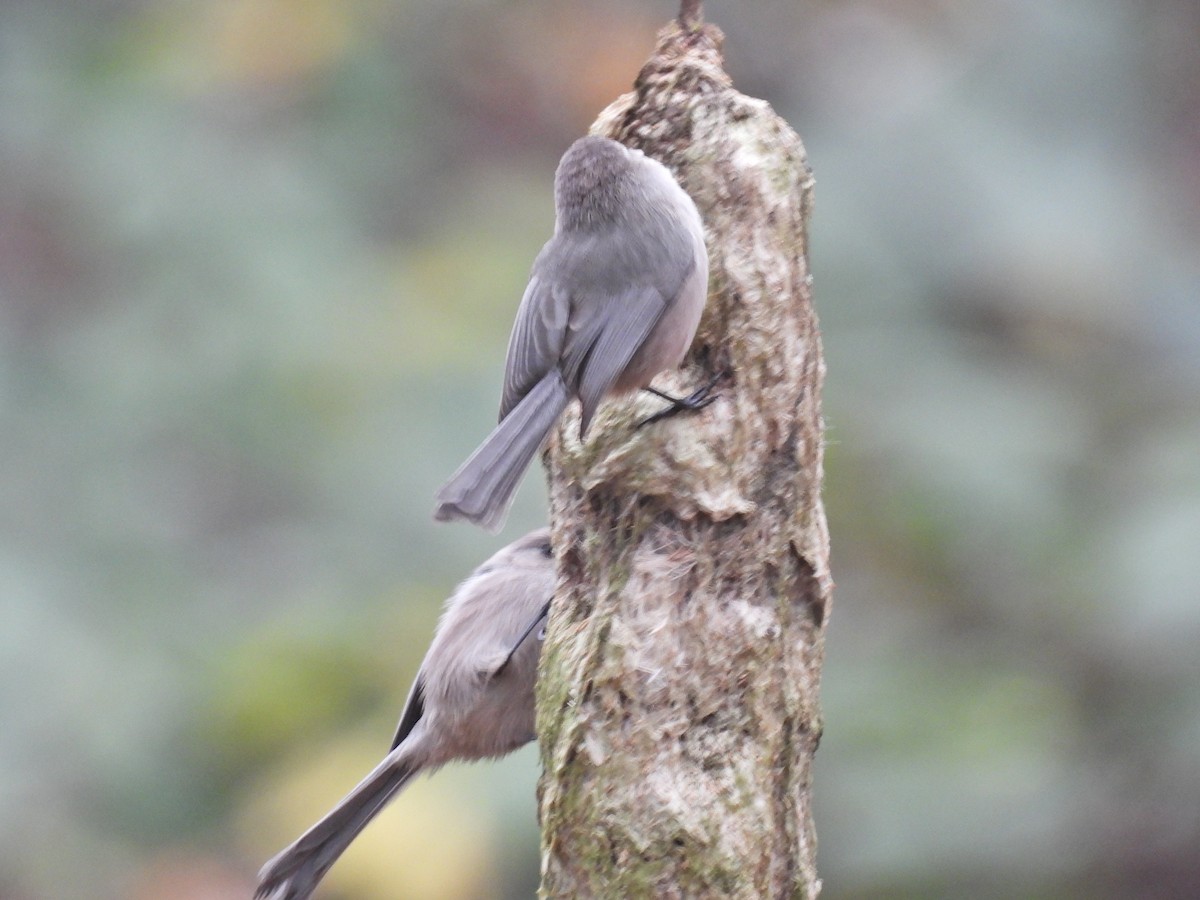 Ополовник американський - ML646921397