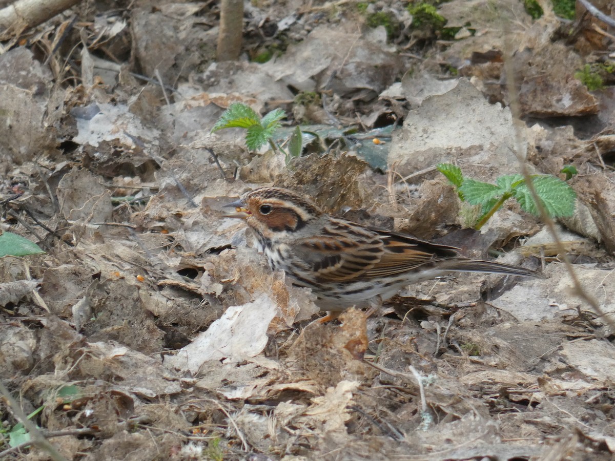 Вівсянка-крихітка - ML646921398