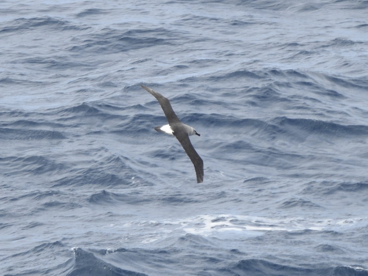 Boz Başlı Albatros - ML646921399