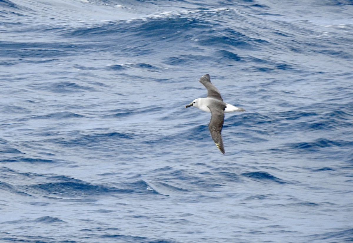 Boz Başlı Albatros - ML646921401