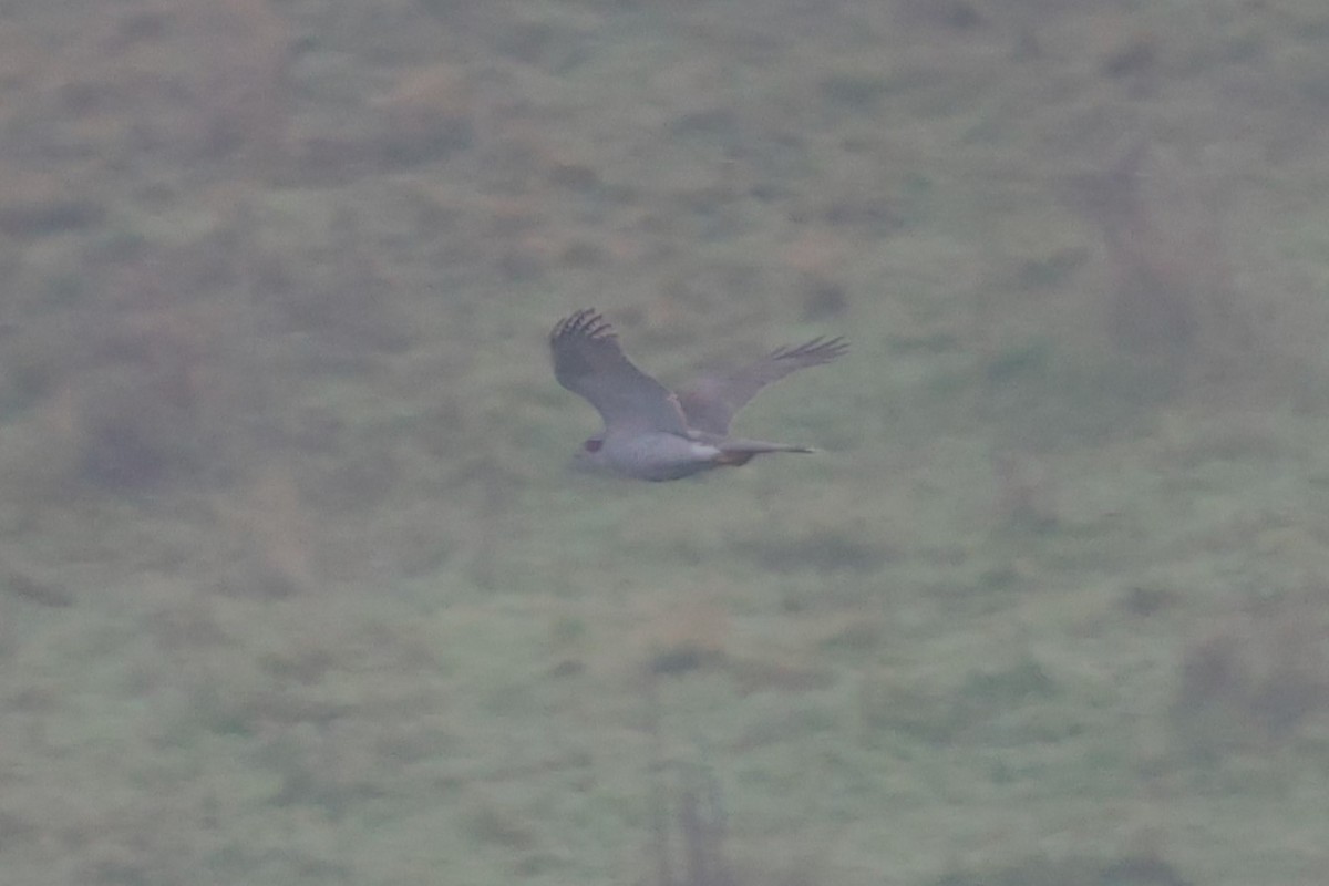 Яструб великий - ML646921402