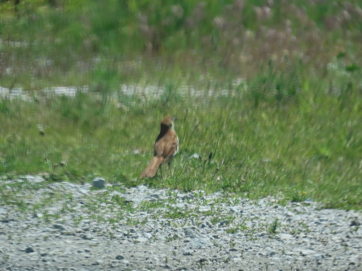 Тремблер прямодзьобий - ML646921403