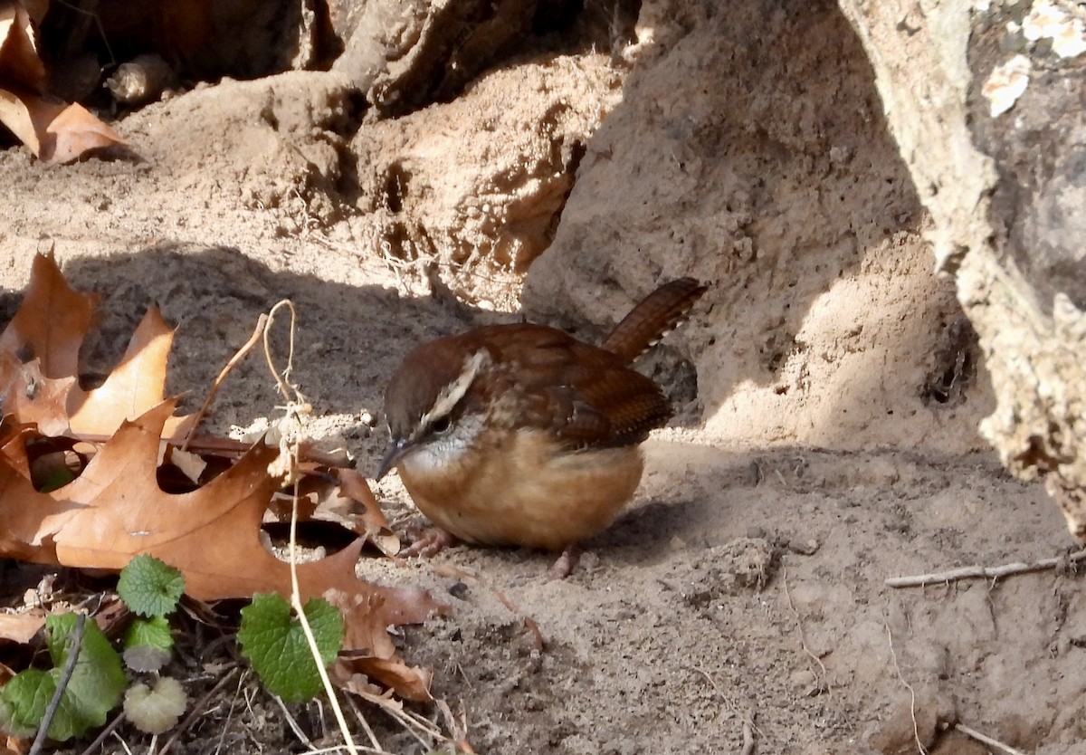 Carolinazaunkönig - ML646921404