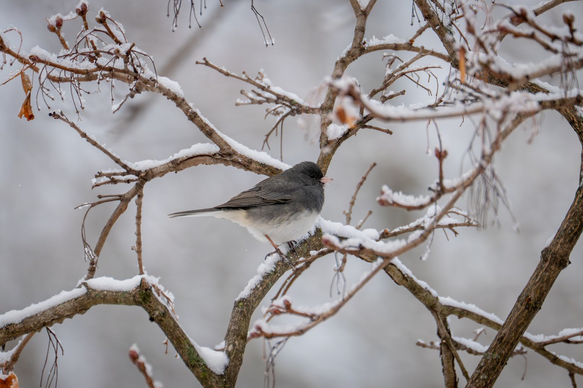 Юнко сірий - ML646921405