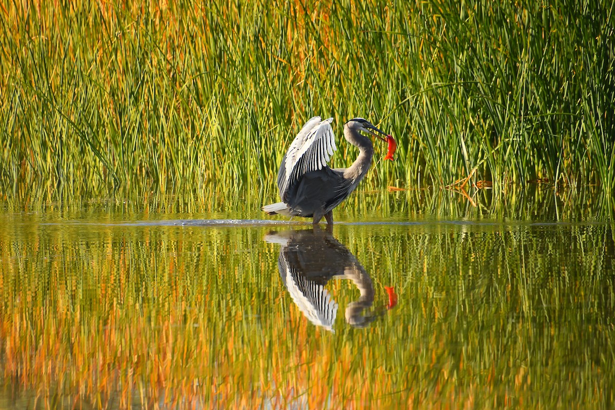 Чапля північна - ML646921408