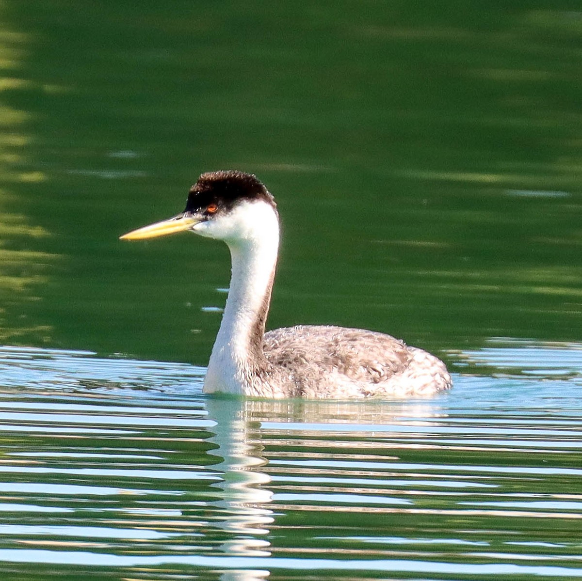 Пірникоза західна - ML646921409