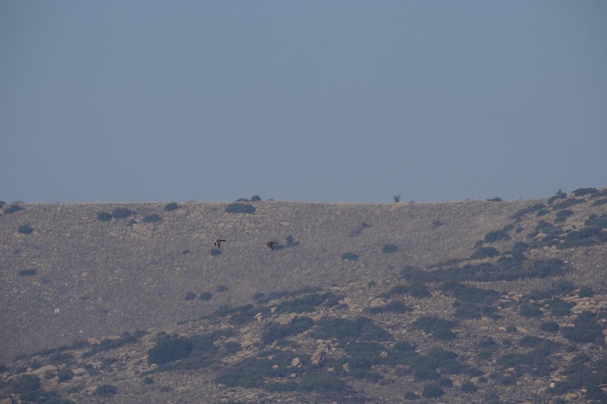 Крижень звичайний - ML646921410