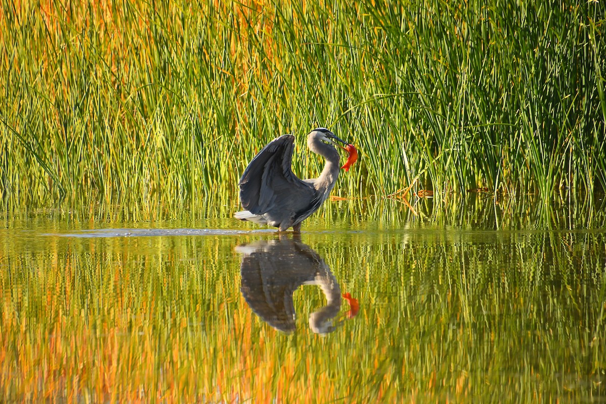 Чапля північна - ML646921411