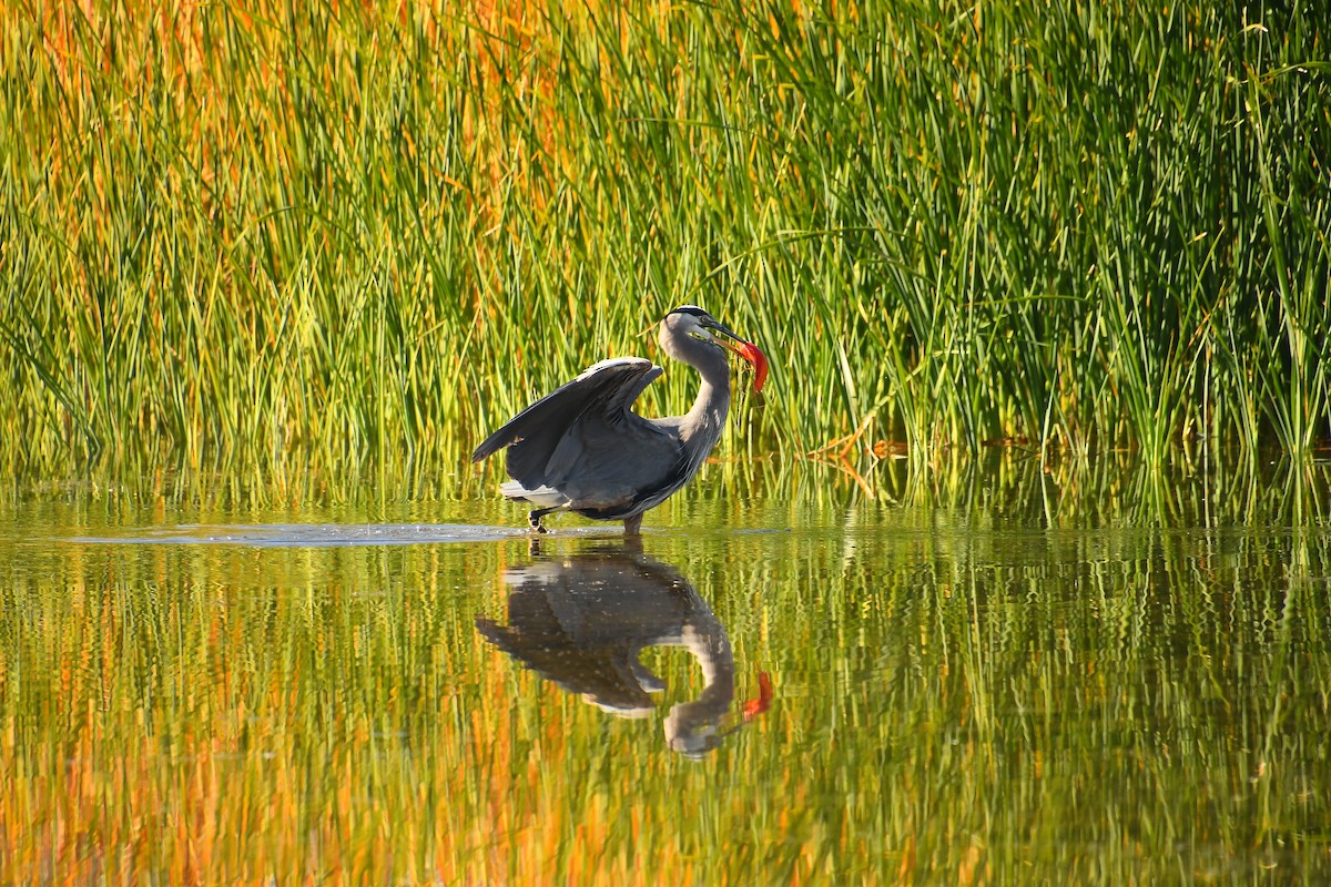 Чапля північна - ML646921416