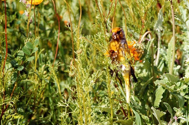 Щедрик сивошиїй - ML646921417