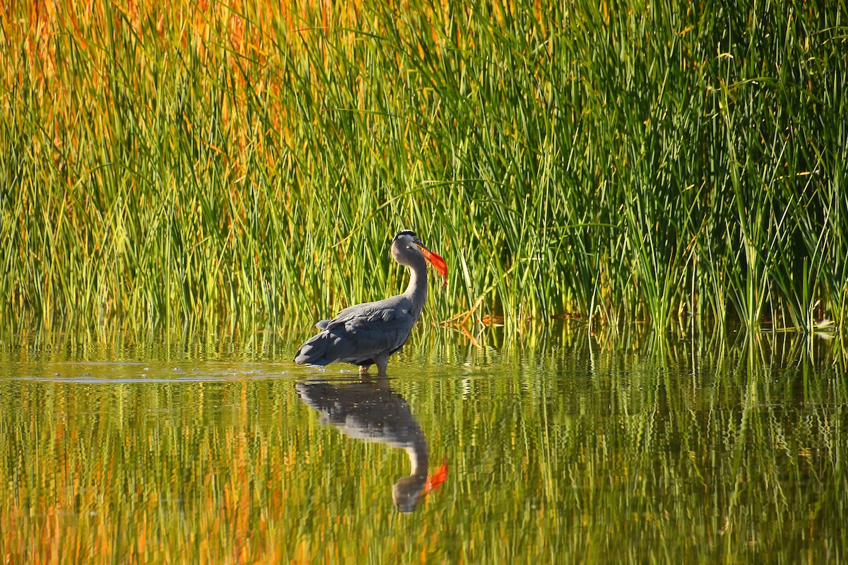 Чапля північна - ML646921418