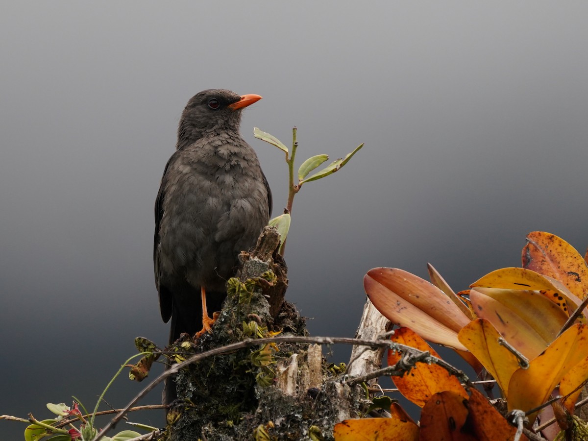Дрізд великий - ML646921419