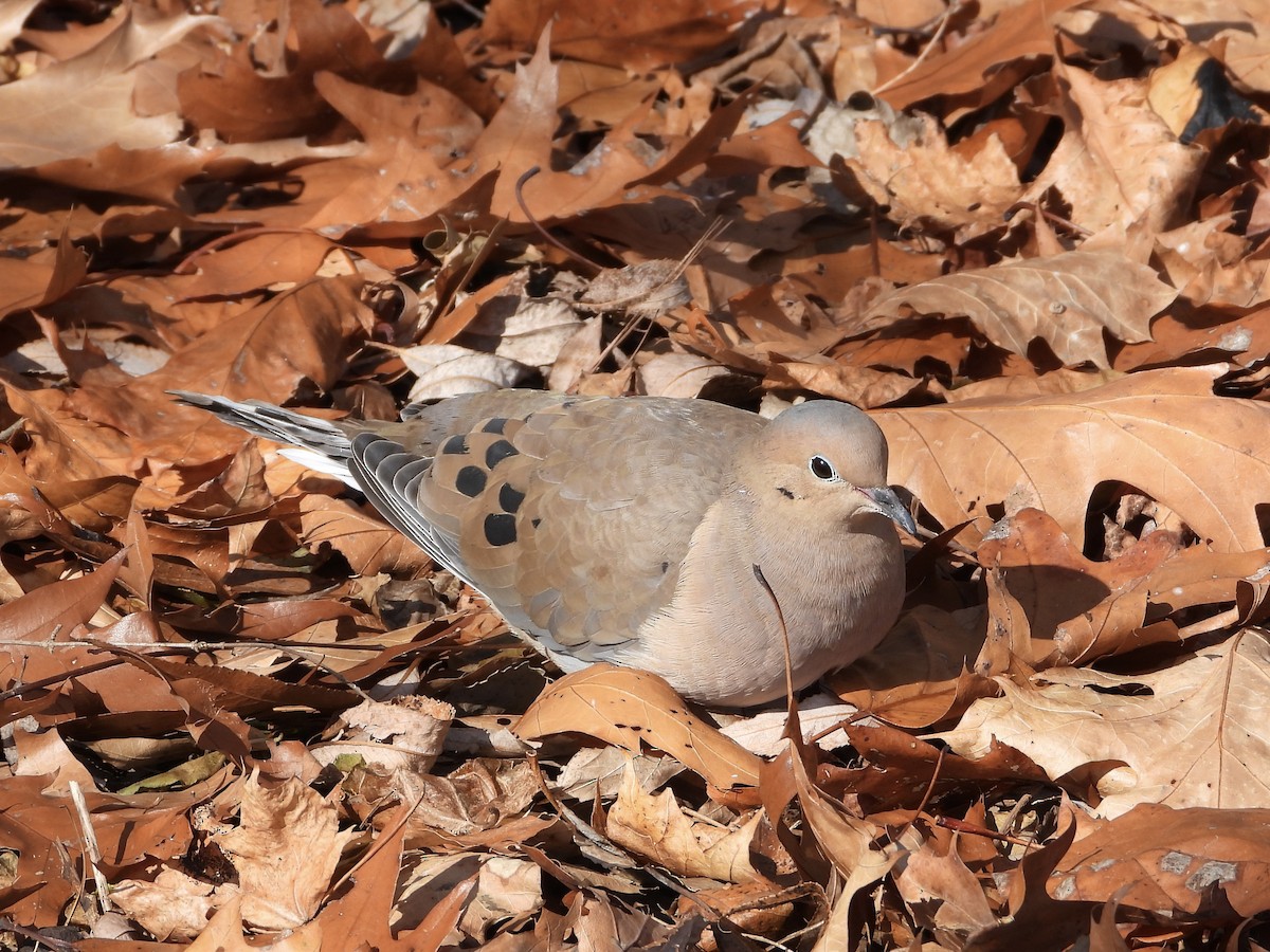 Carolinataube - ML646921420