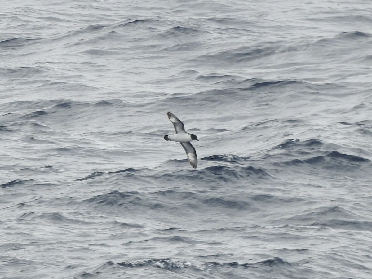 סערון הכף - ML646921421