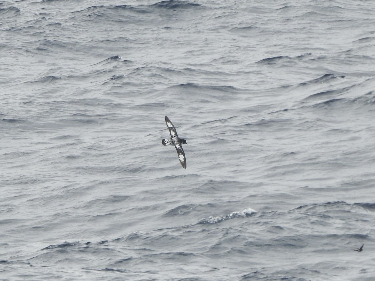 סערון הכף - ML646921422