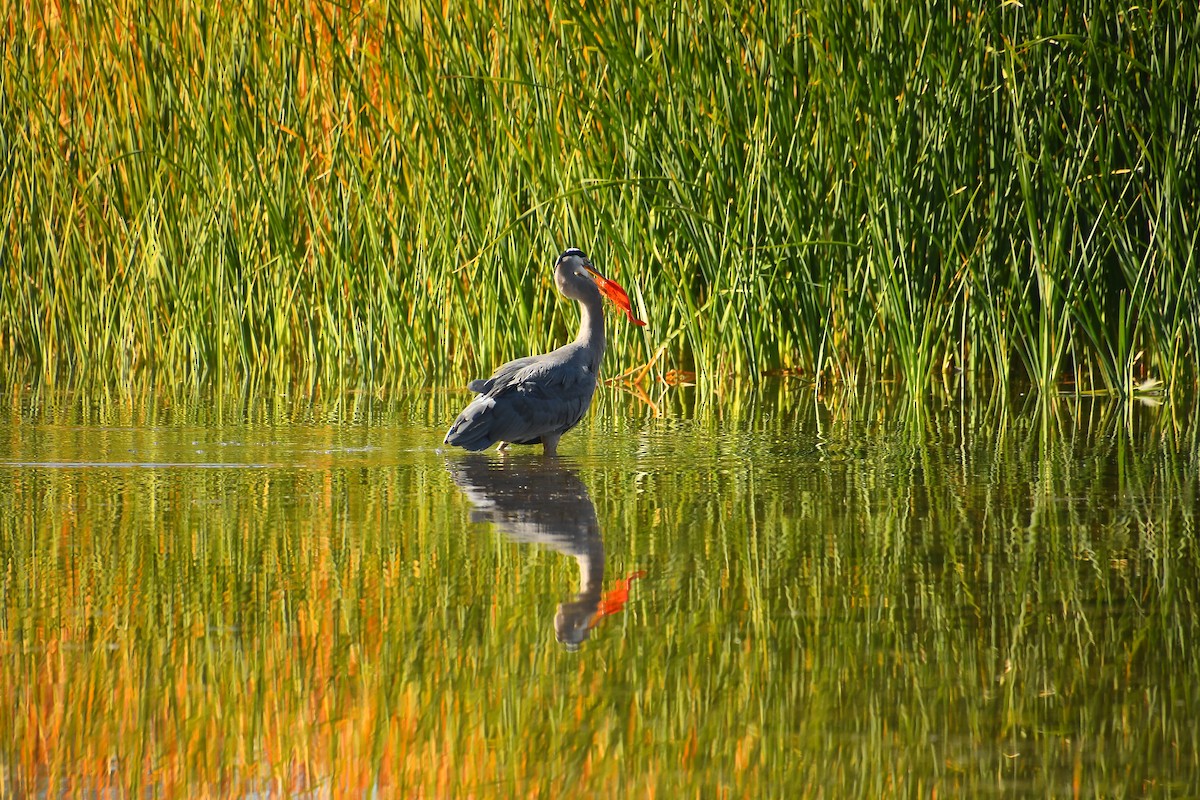 Чапля північна - ML646921426