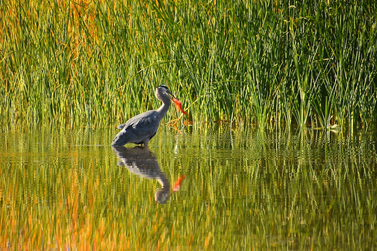 Great Blue Heron - ML646921427