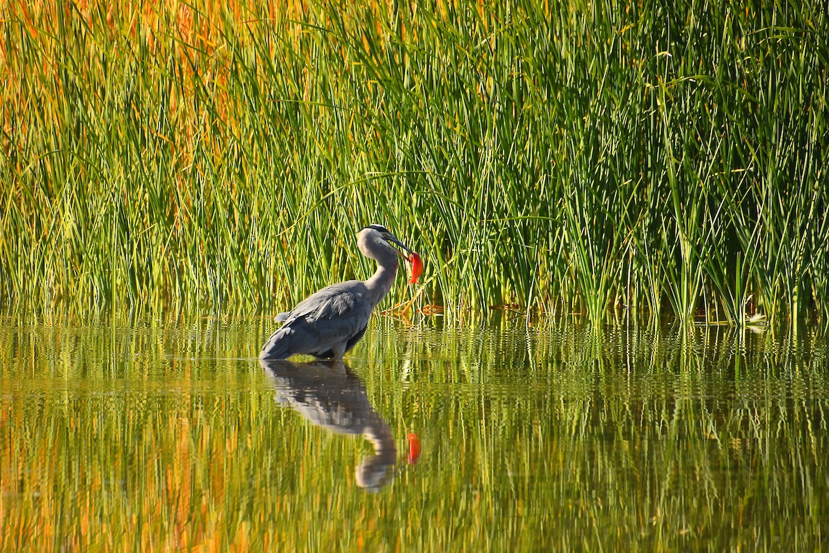 Great Blue Heron - ML646921432