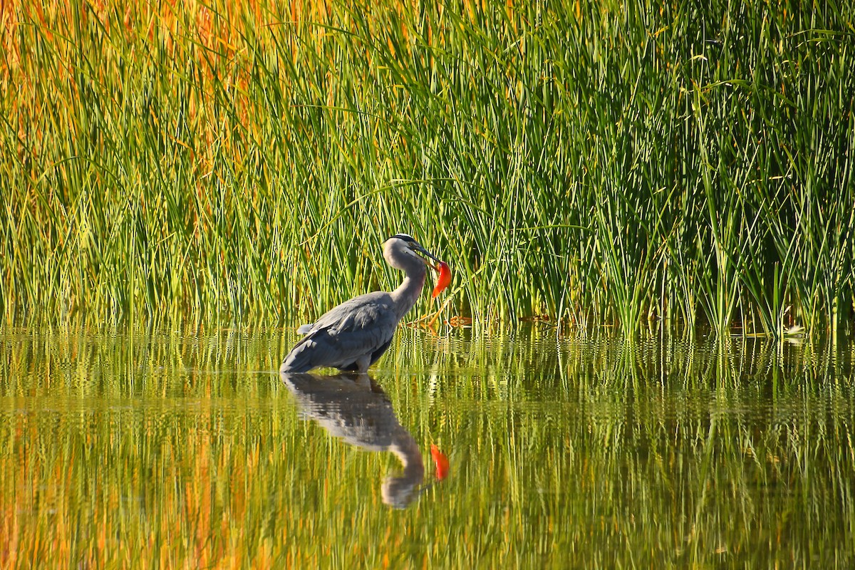Great Blue Heron - ML646921434
