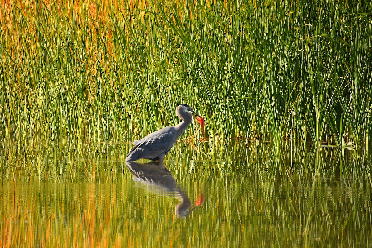 Great Blue Heron - ML646921435