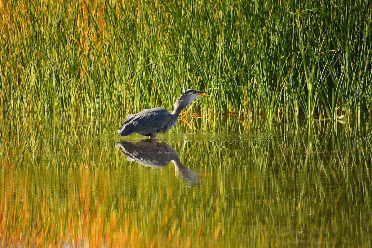 Great Blue Heron - ML646921436