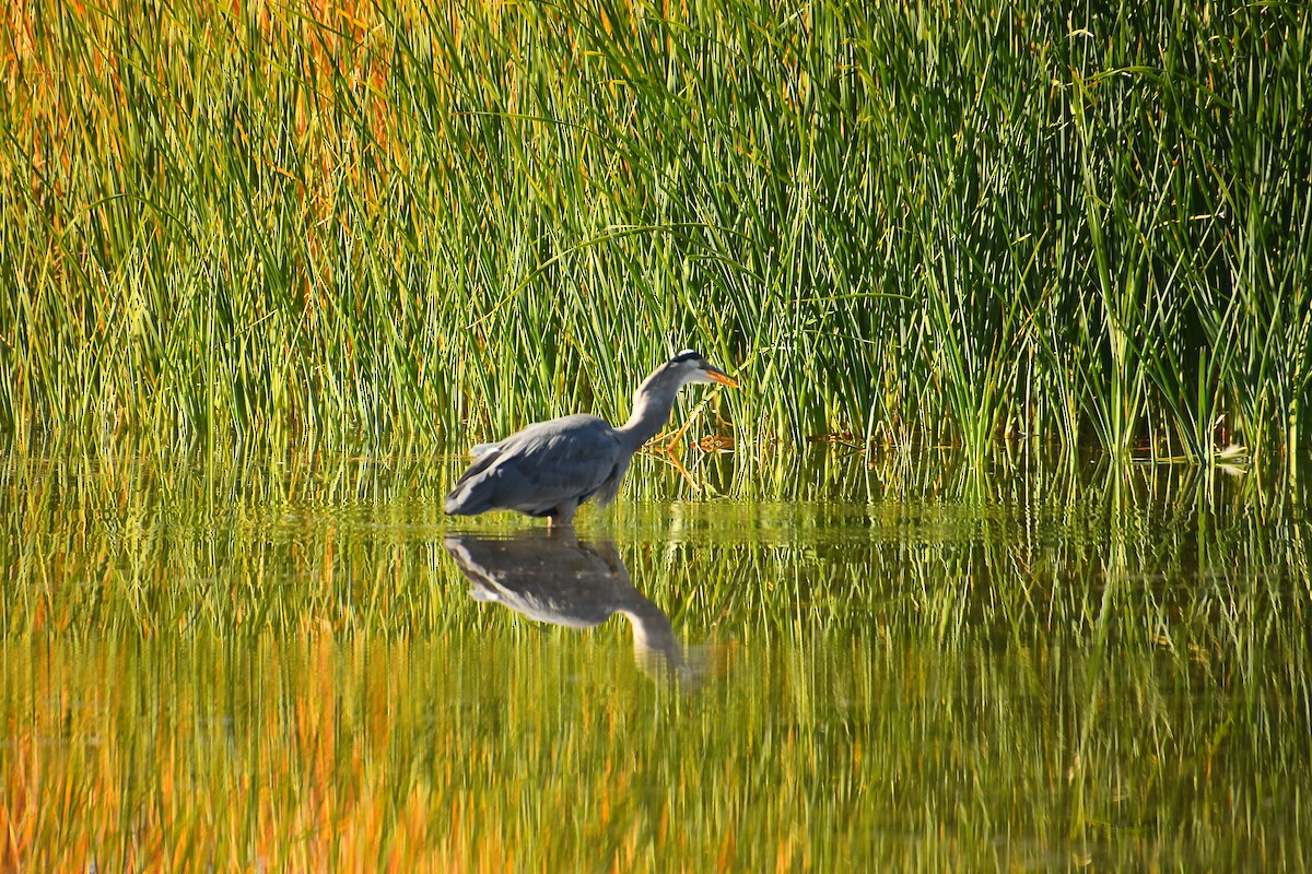Great Blue Heron - ML646921439