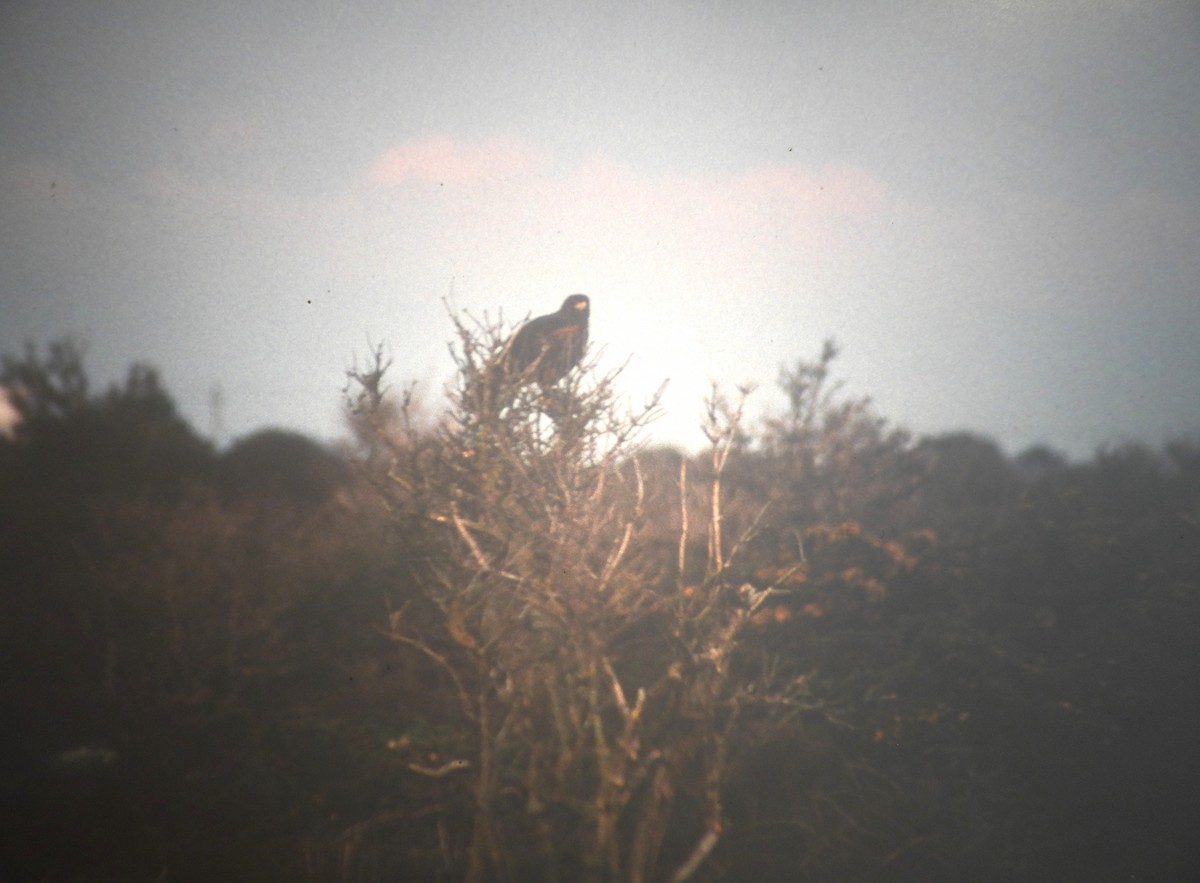 Harris's Hawk - ML646921442