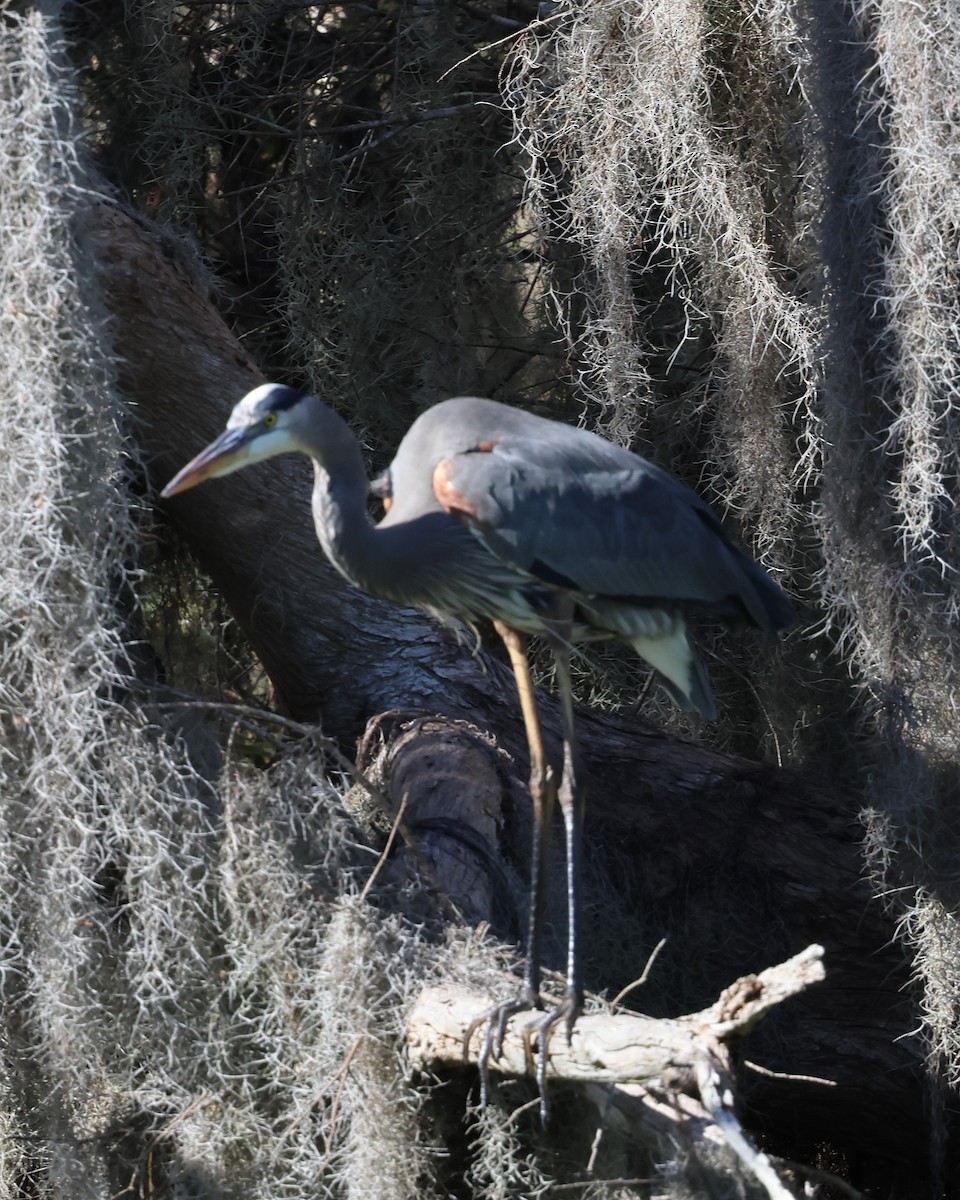 Great Blue Heron - ML646921444