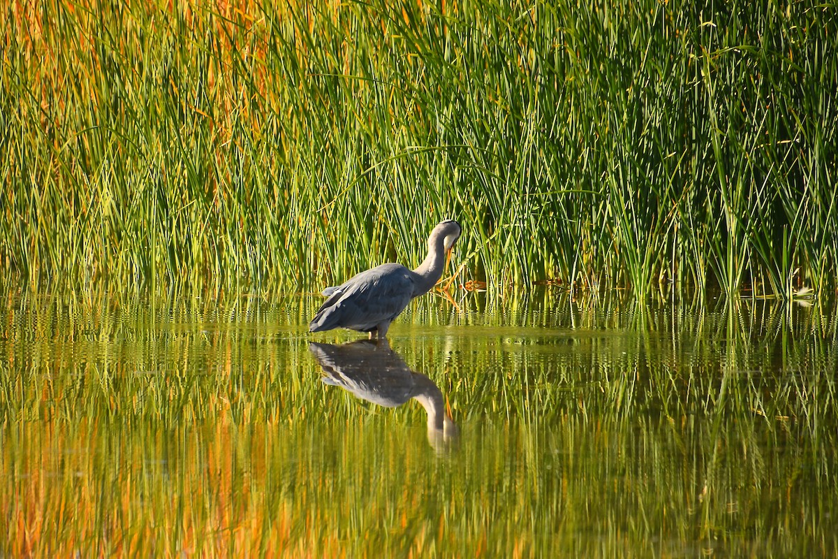 Great Blue Heron - ML646921446