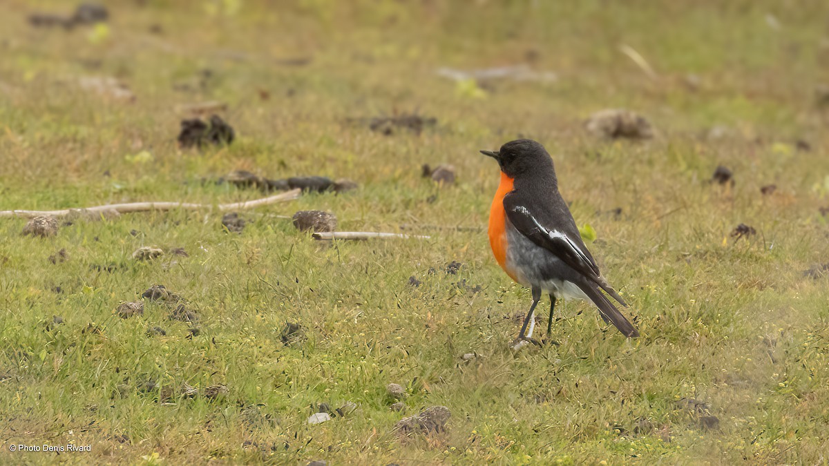 Flame Robin - ML646921450