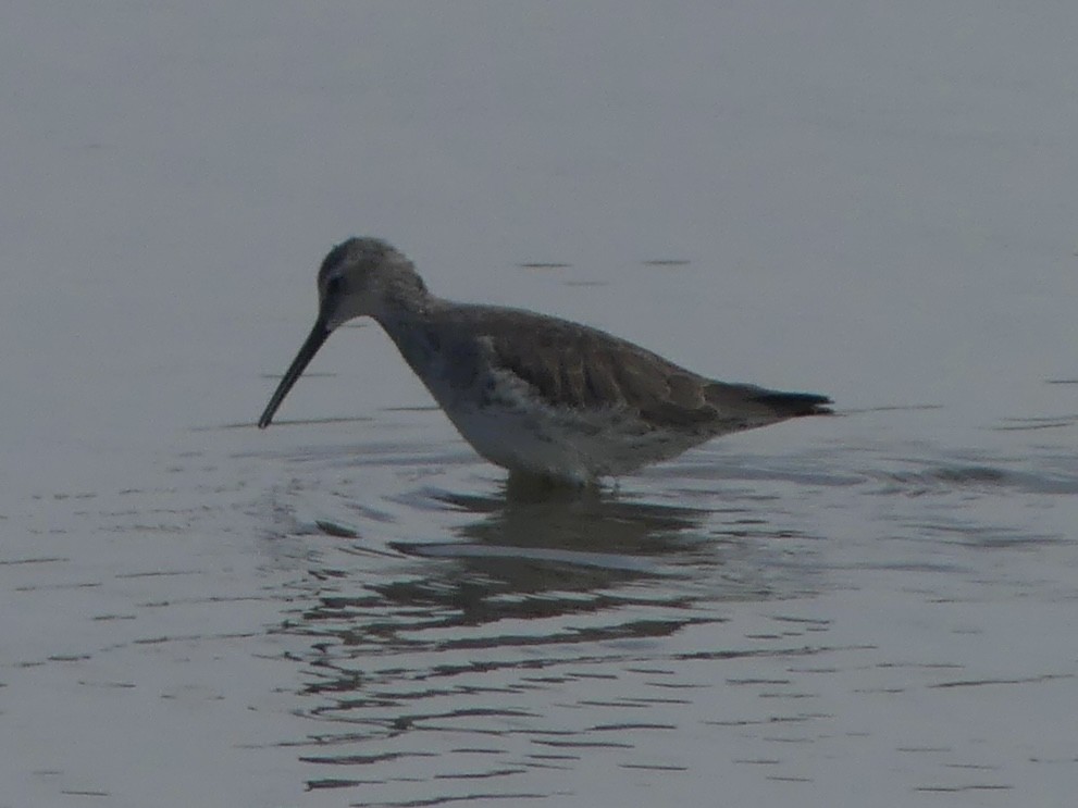 高蹺濱鷸 - ML646921451