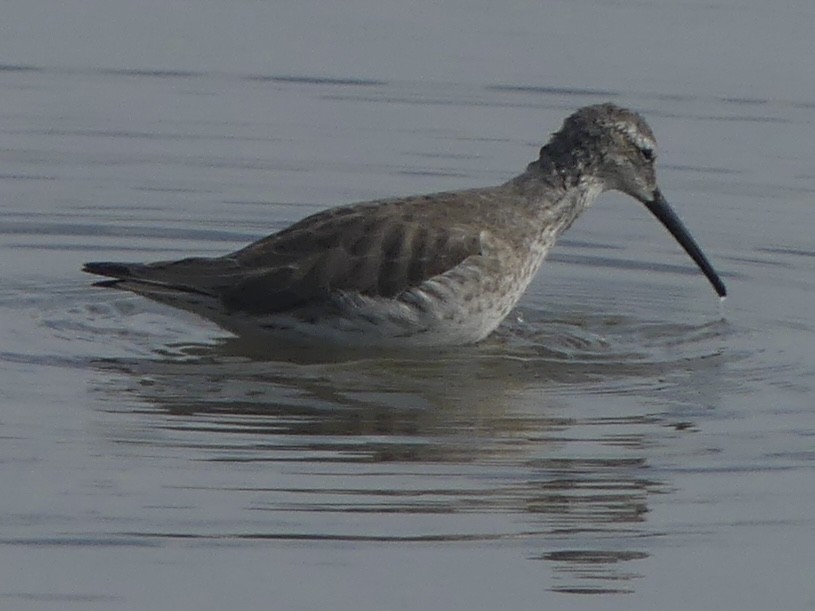 高蹺濱鷸 - ML646921452