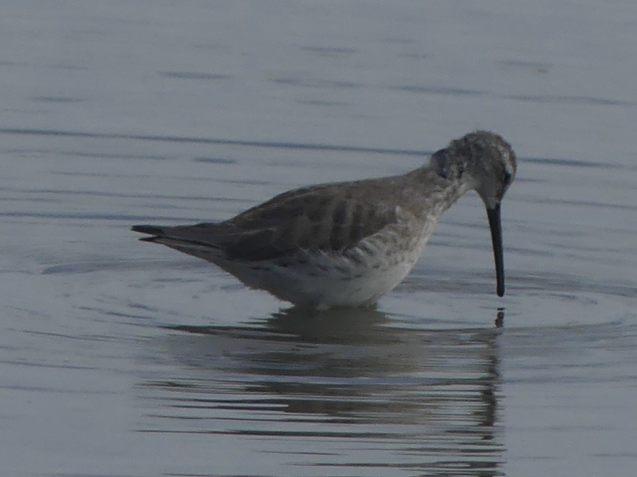 高蹺濱鷸 - ML646921453