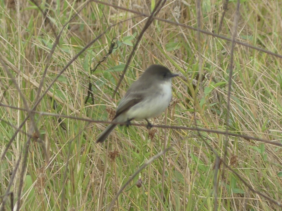 Weißbauch-Phoebetyrann - ML646921464