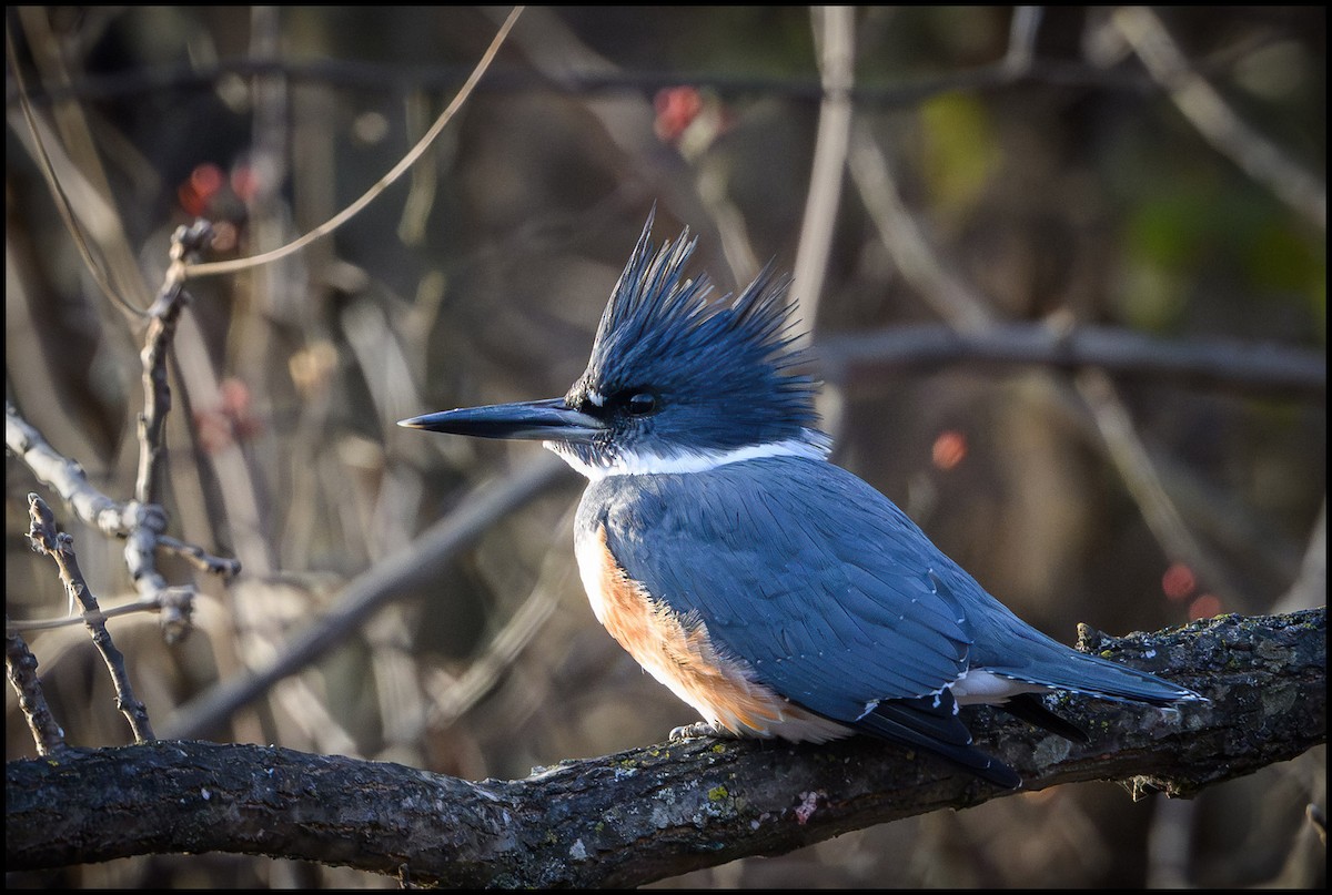 rybařík pruhoprsý - ML646921466