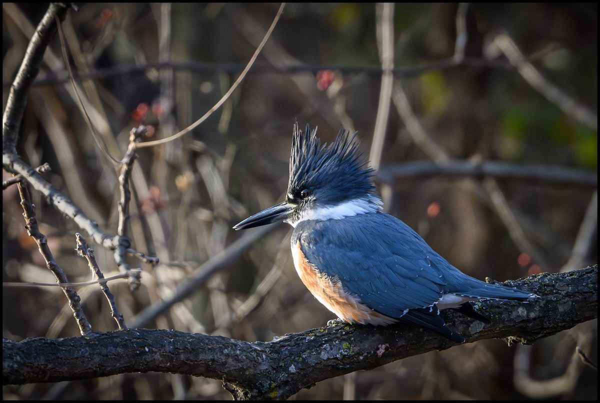 rybařík pruhoprsý - ML646921467