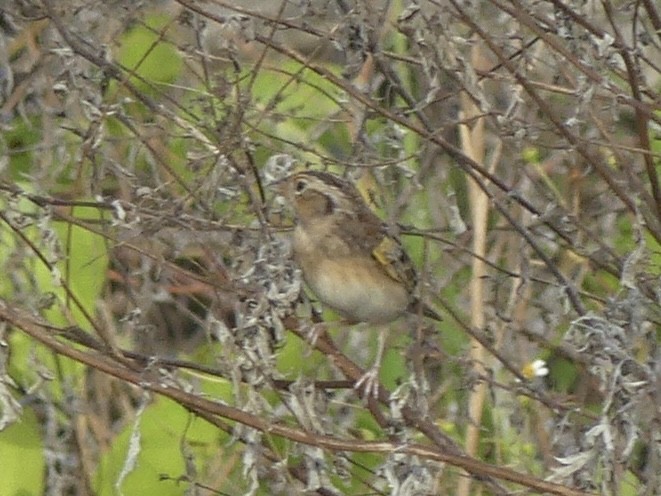 Grasshopper Sparrow - ML646921471