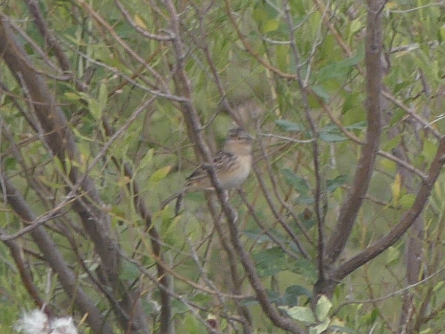 Grasshopper Sparrow - ML646921472
