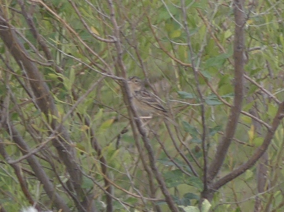 Grasshopper Sparrow - ML646921474