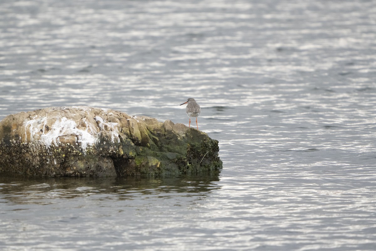 Common Redshank - ML646921477