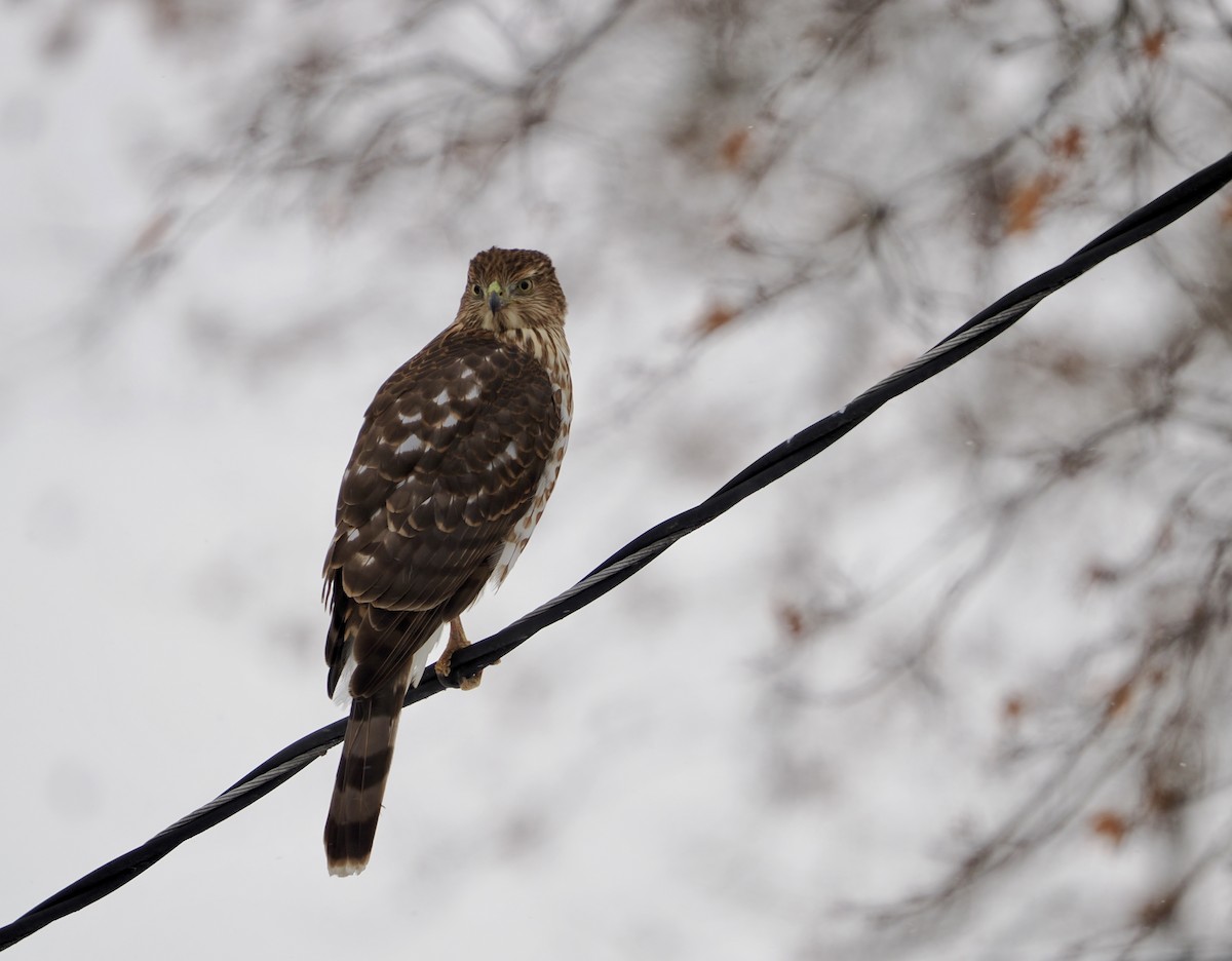 Épervier de Cooper - ML646921479