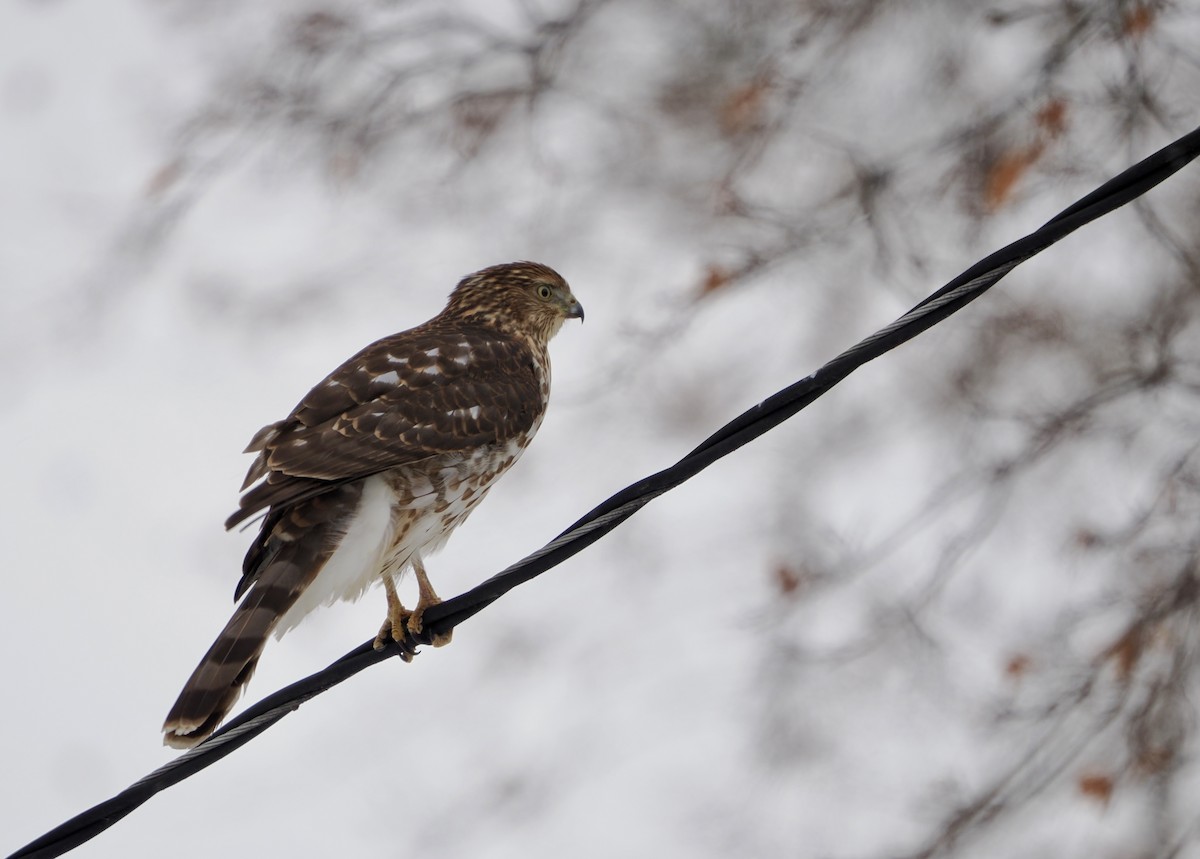 Épervier de Cooper - ML646921480