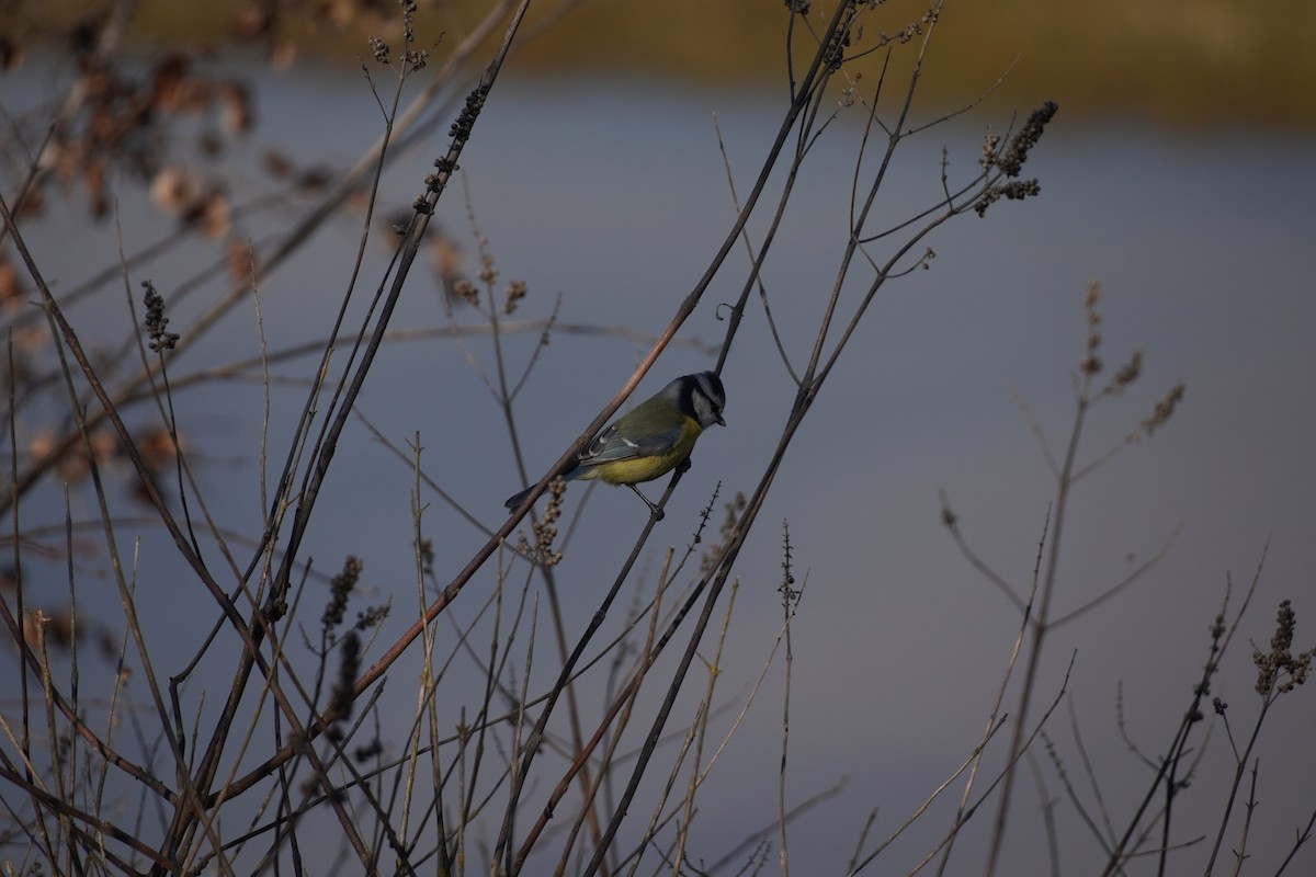 Eurasian Blue Tit - ML646921481