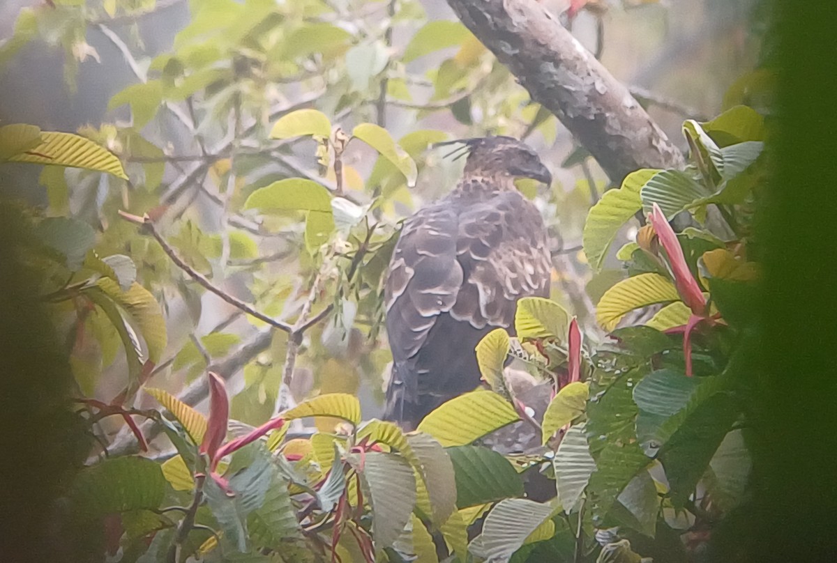 Legge's Hawk-Eagle - ML646921482