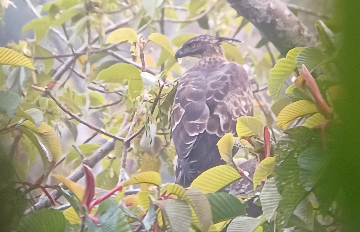 Legge's Hawk-Eagle - ML646921483