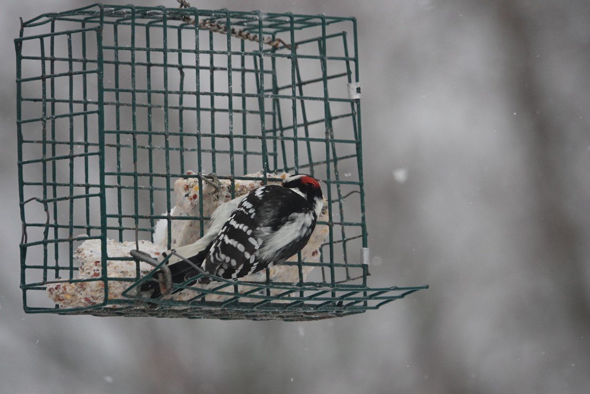 Downy Woodpecker - ML646921486