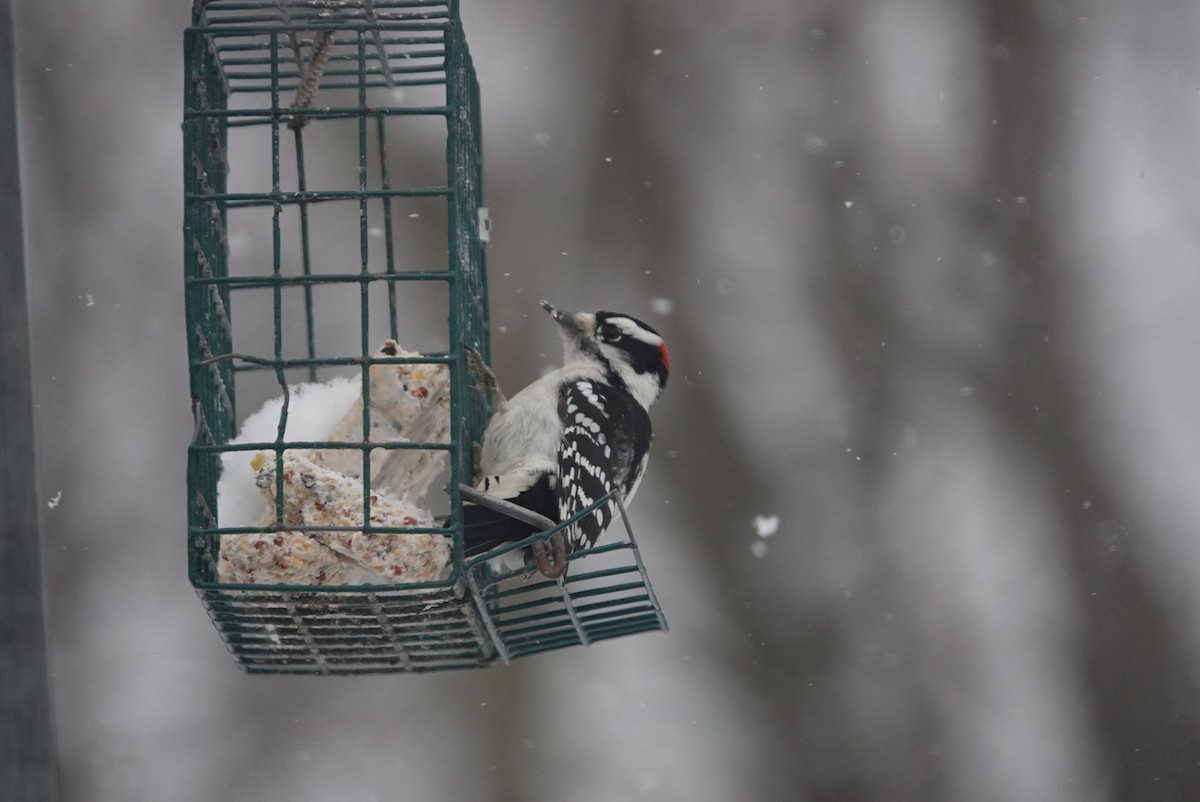 Downy Woodpecker - ML646921487